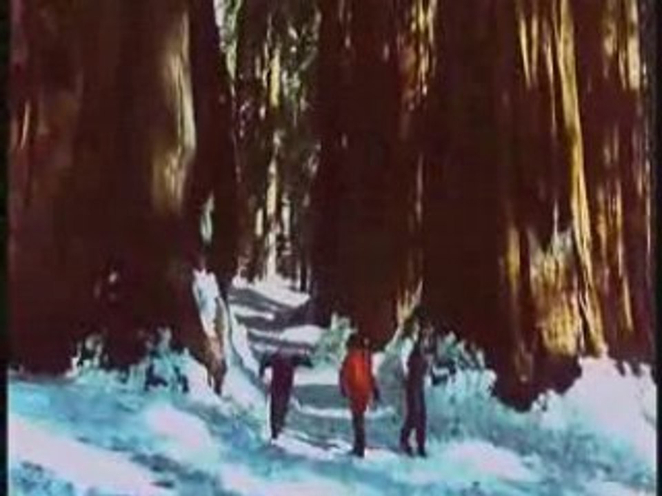 Séquoia, l'arbre géant