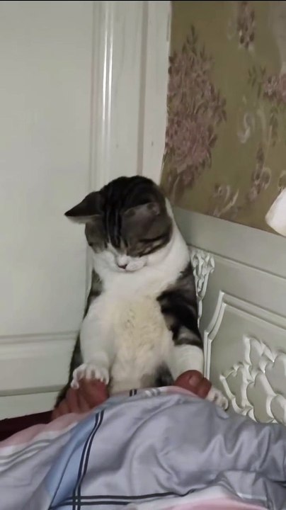 Tanzender Hund auf Musik! 20250203