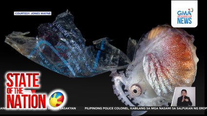 Plastic at toothbrush, ilan sa mga nakitang kinakapitan ng isang uri ng octopus at seahorse | SONA