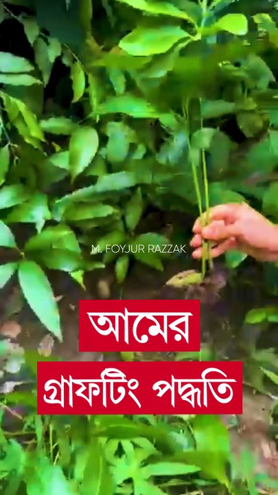 আমের গ্রাফটিং পদ্ধতি #shorts #krishi #chadbagan #gardening