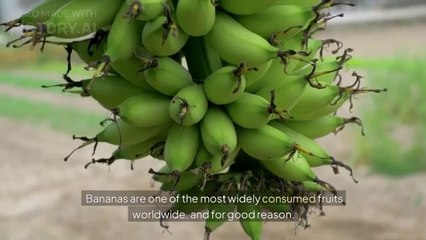 Banana health benefits and risks