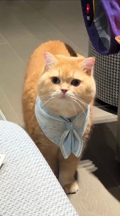 Hund bringt die Zeitung! 20250203