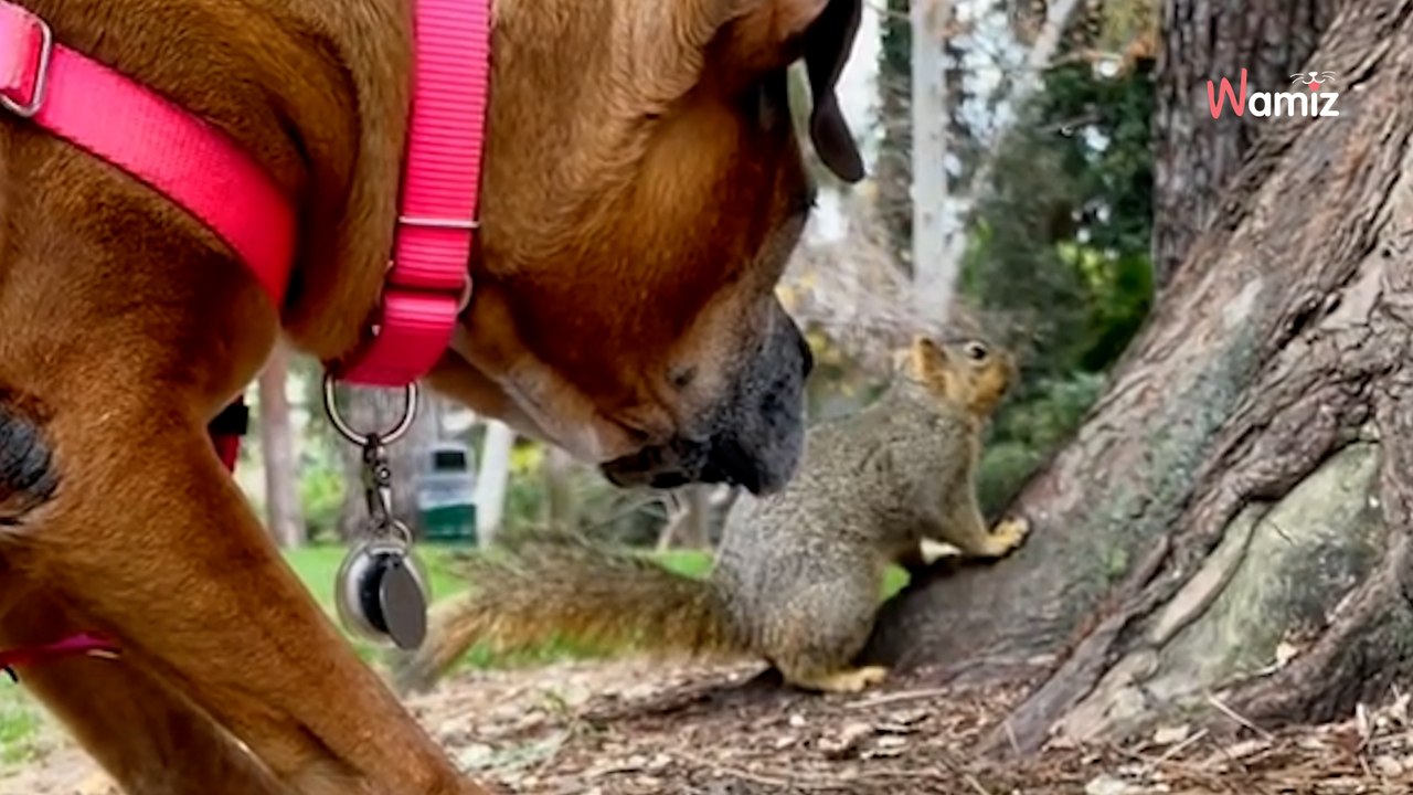 Ce chien n'a jamais eu d'amis : jusqu'au jour où un écureuil réalise l'inimaginable (vidéo)