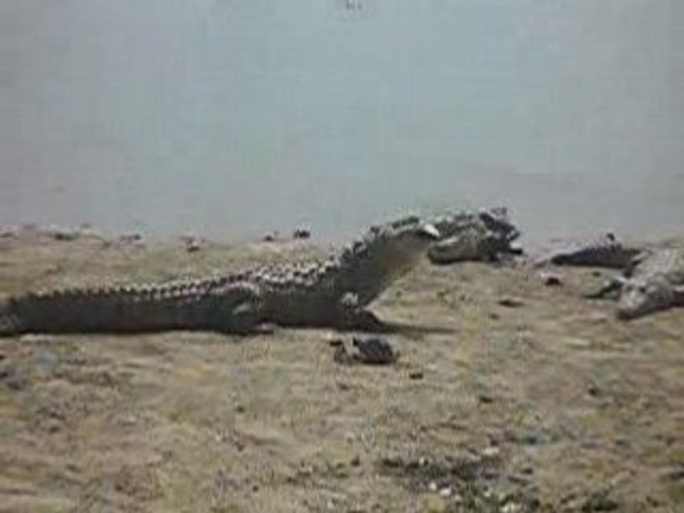 croco