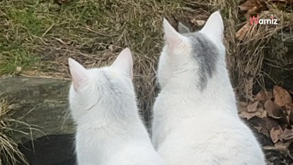 La maman chat est assise à côté de son fils : un détail sur la photo attire tous les regards
