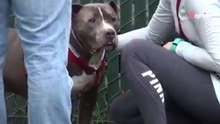 Pitbull weint sich die Augen aus, weil er es nicht fassen kann