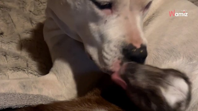 Sie bringen ein Zicklein nach Hause: Was sie nicht zu träumen wagten, wird wahr (Video)