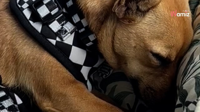 Ils adoptent un chien en refuge qui refuse de dormir : un vétérinaire est obligé d'intervenir (vidéo)