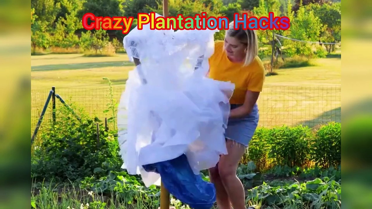Crazy Plantation Hacks
