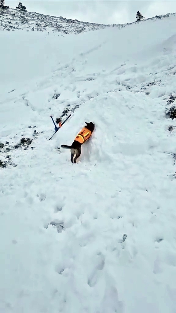 Clever search dog 'rescues' person buried under snow in avalanche