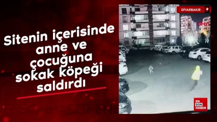 Diyarbakır’da sitenin içerisinde anne ve çocuğuna sokak köpeği saldırdı