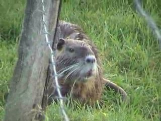 Mon truc préféré: la vie des Ragondins