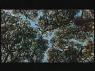 Tout savoir sur l'Arbre : Définitions et notre lien avec la nature 🌳