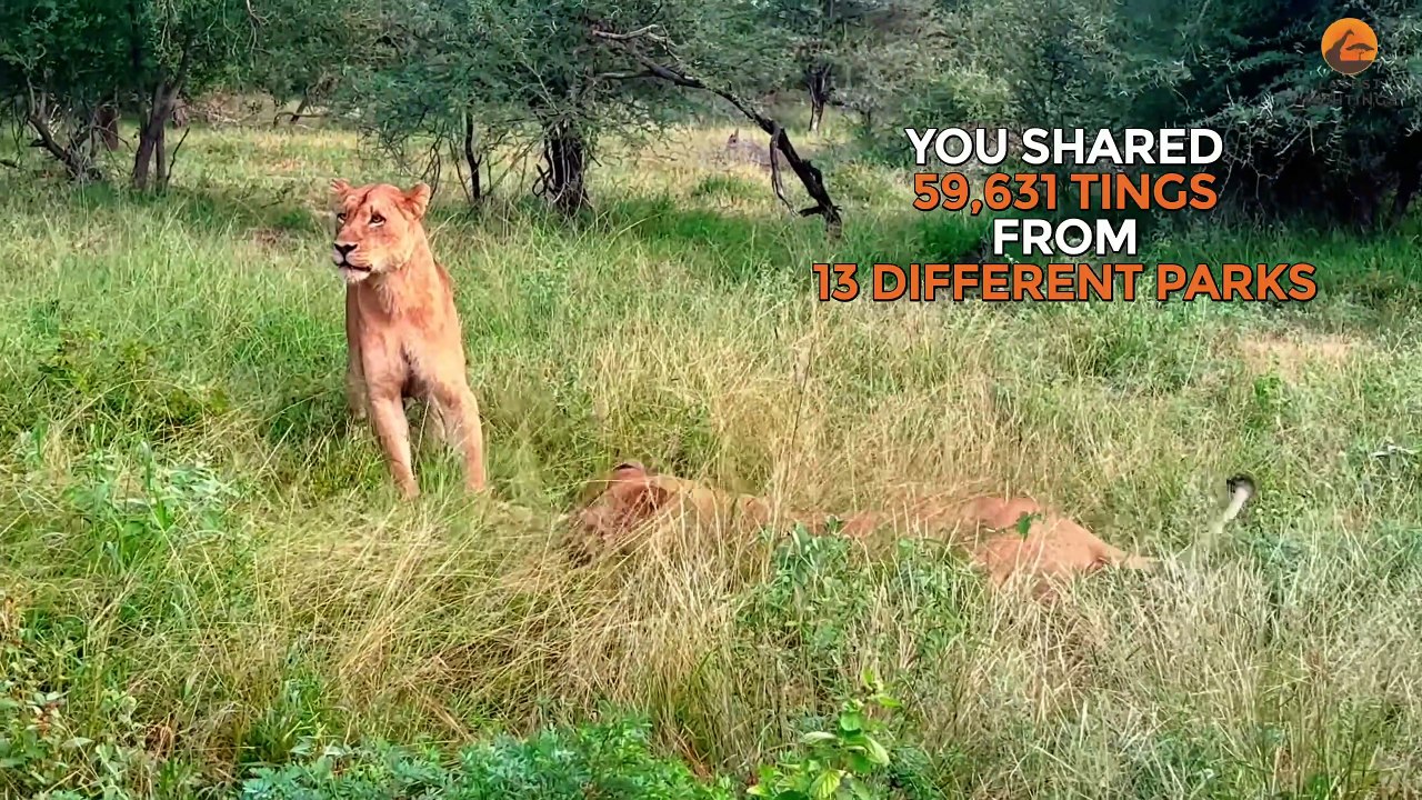 The Wildest Animal Sightings of 2024