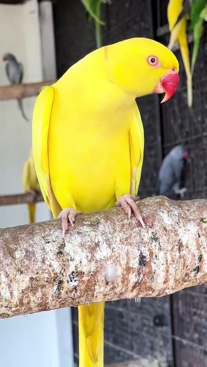 Happys day free flying#freeflightbirds #freeflyingparrot #parrotsofyoutube  #birdsofyoutube#pov#fypシ