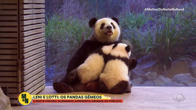 Leni e Lotti: Alemanha apresenta os pandas gêmeos | Melhor da Noite