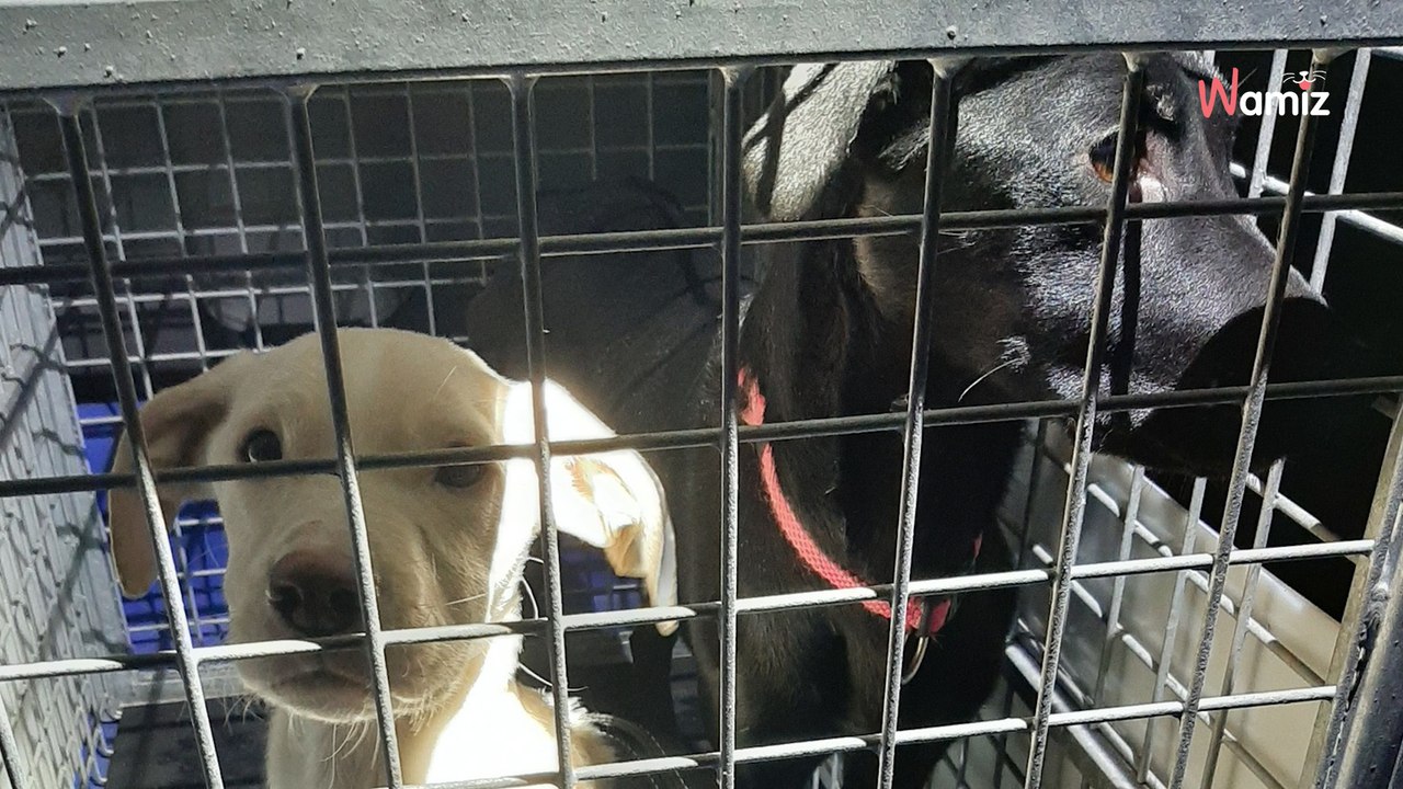 Eure-et-Loir : après le sauvetage de deux chiens maltraités, la police décide de publier un message essentiel
