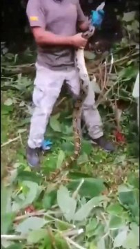 A medio día me llamo un funcionario de Mi Ambiente (José), para rescatar una Boa constrictora grande a o...rl Monumento Natural Cerro Gaital y para evitar matarla, nos llamaron para colaborar en conservación de la Biodiversidad.