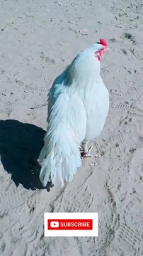 High quality king aseel murgay 😈☠️ Fighter aseel bird 🔥 #aseel #aseelmurga #viralvideo #pets