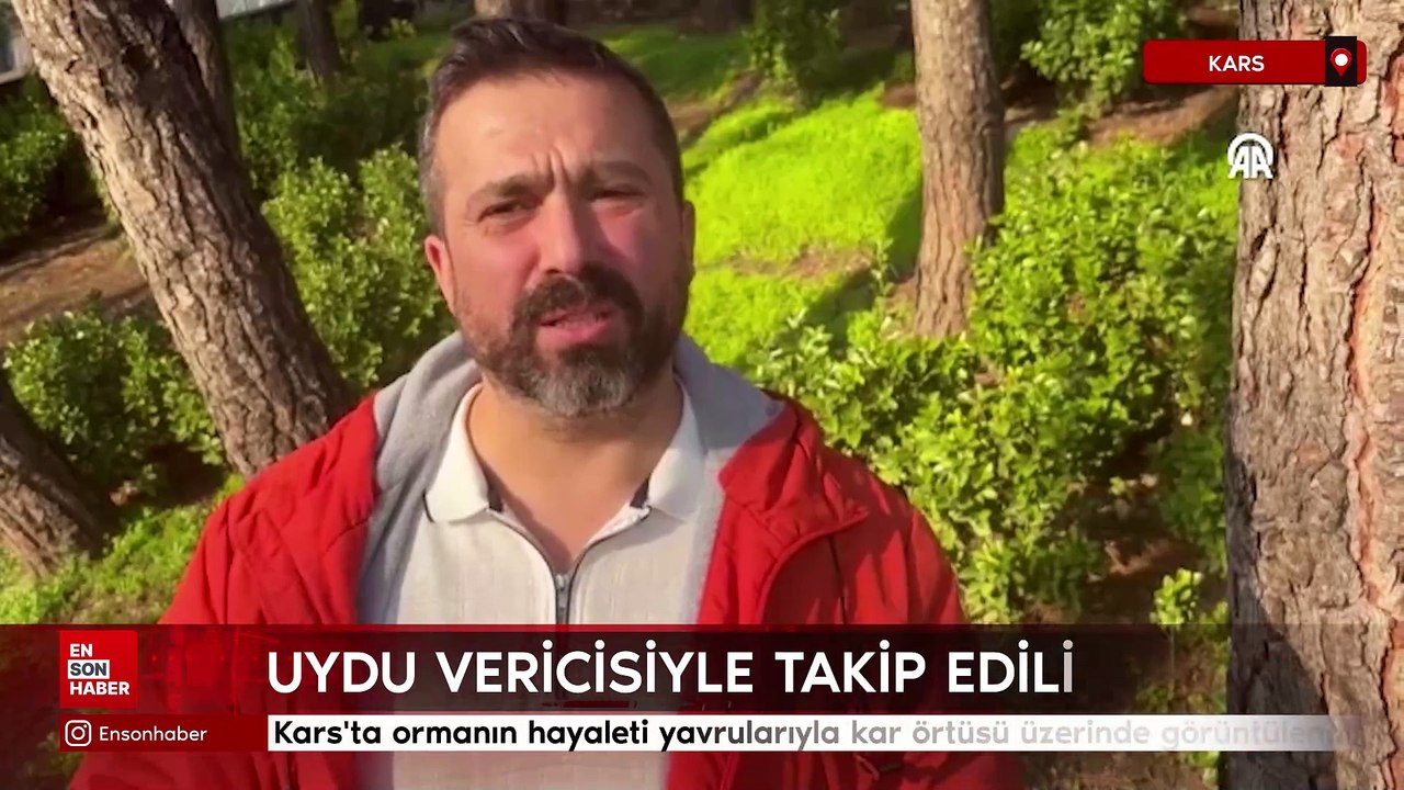 Ormanın hayaleti vaşak yavrularıyla kar örtüsü üzerinde görüntülendi