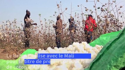 De l’or blanc aux t-shirts: l’ambitieuse transformation du coton béninois