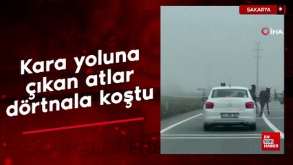 Sakarya'da kara yoluna çıkan atlar dörtnala koştu