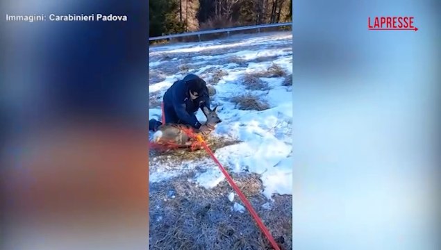 Vicenza, capriolo bloccato in una rete salvato dai carabinieri