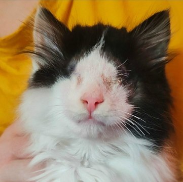 Blind kitten Eric is shown love in the Glens of Antrim