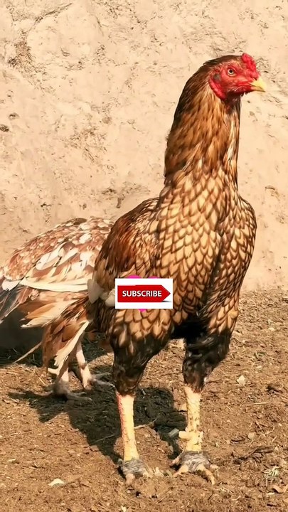 Aseel Rooster – The Most Beautiful Bird! 🐓✨🔥  📢 Hashtags: #AseelMurga #AseelLover #BeautifulBird #RoyalRooster #GameFowl #ShortViral #ViralReels #DesiMurga #FarmLife #BirdLover #MajesticRooster #AseelKing