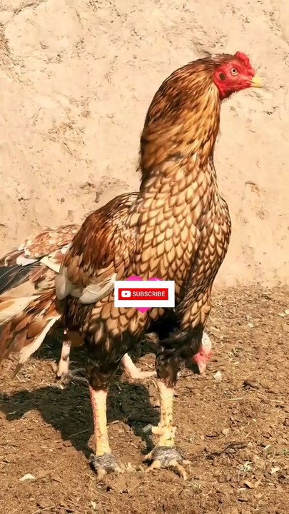 I Am Completely Back! Watch Till The End!  Hashtags: #Aseel #AseelMurga #Trending #Viral #FighterRooster #DesiMurga #Gamefowl #TikTokReels #ForYou #FYP #ChickenLovers