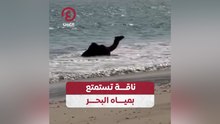 ناقة تستمتع بمياه البحر