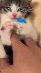 New!!! Cat Doesn't Want to Take Its Milk Pacifier