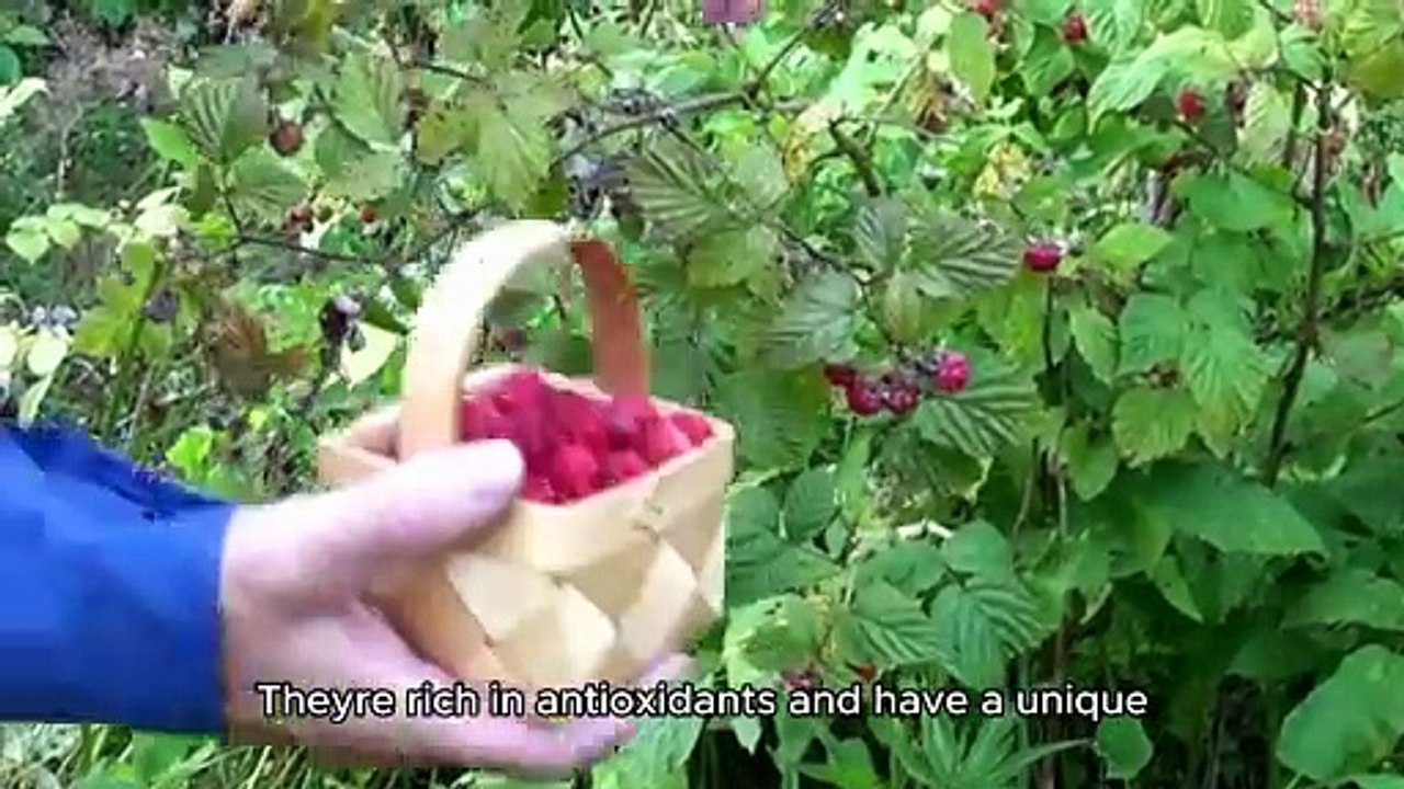 Saskatoon Berry Jam