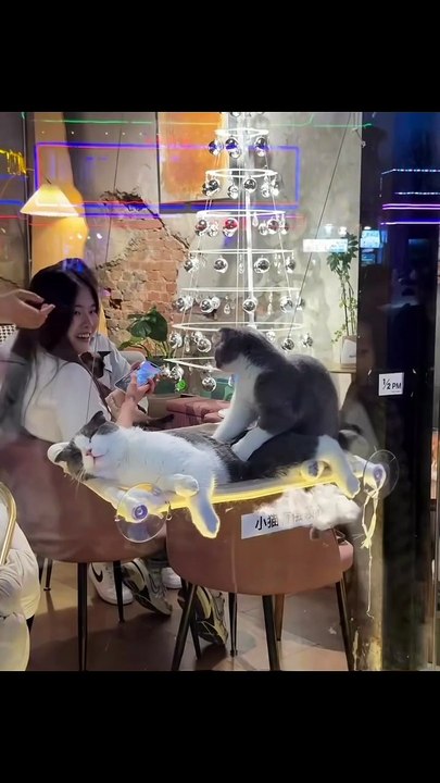 Katze „arbeitet“ an der Tastatur! 20250203