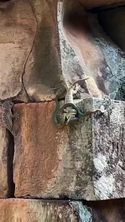 Acest gecko se luptă cu o Chrysopelea, mai frecvent cunoscut sub numele de șarpele zburător, și salvează un alt gecko