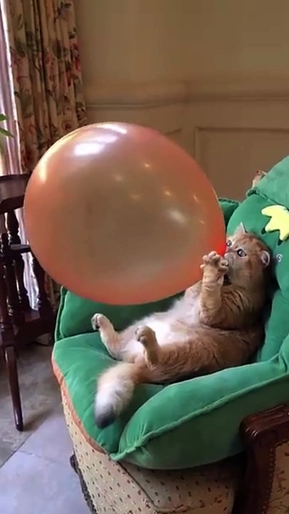 Funny Cat ||