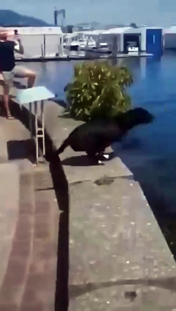 Funny Animal video || #animals