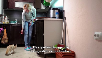 Meu Melhor Amigo: Raposa-do-Deserto