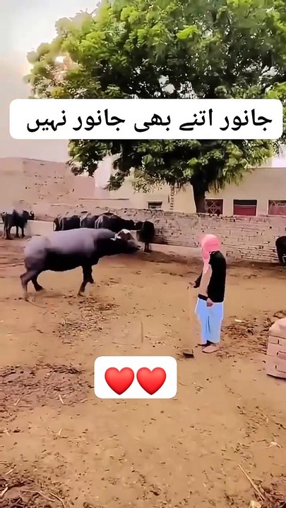 Kashmiri Animal