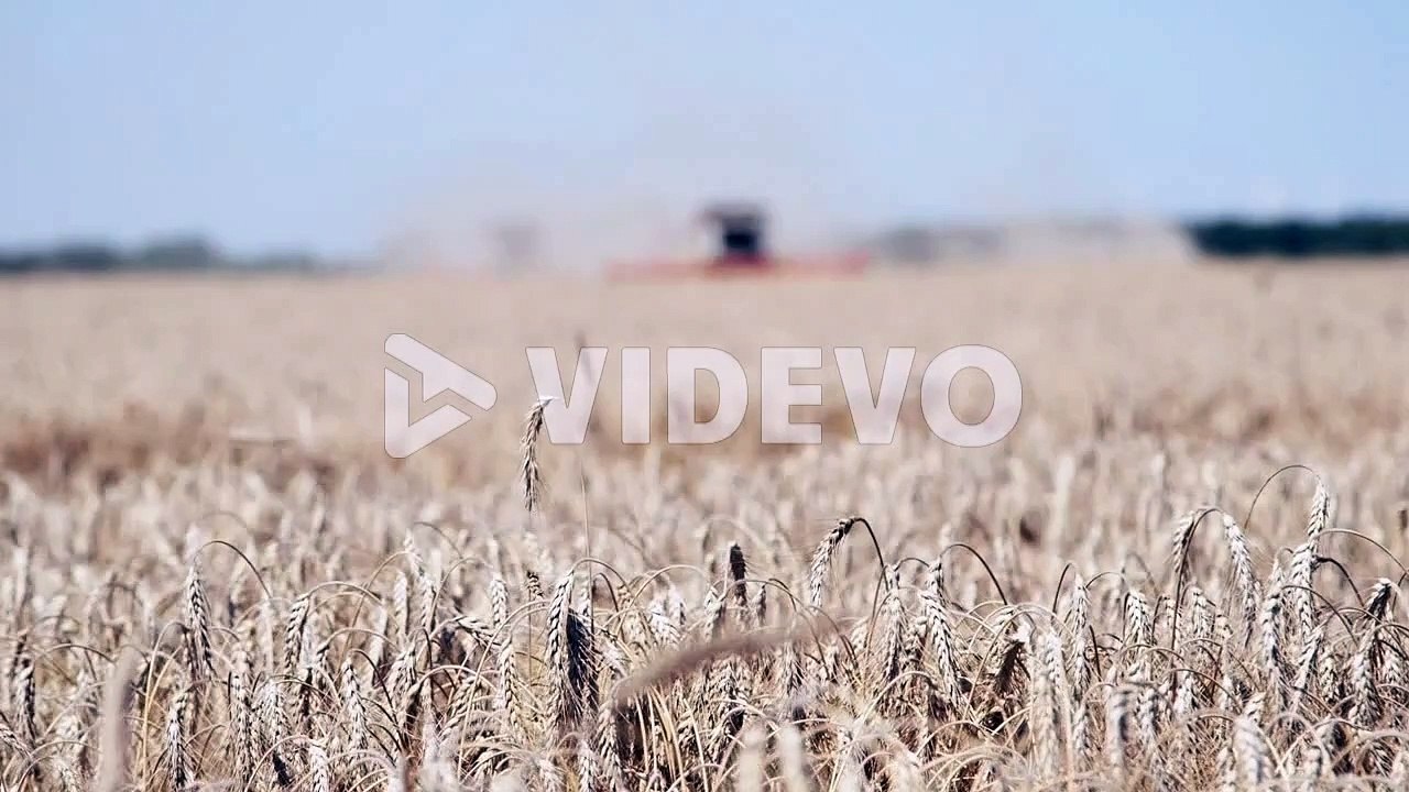 Combine harvester reaping harvest in a field of wheat at sunny day