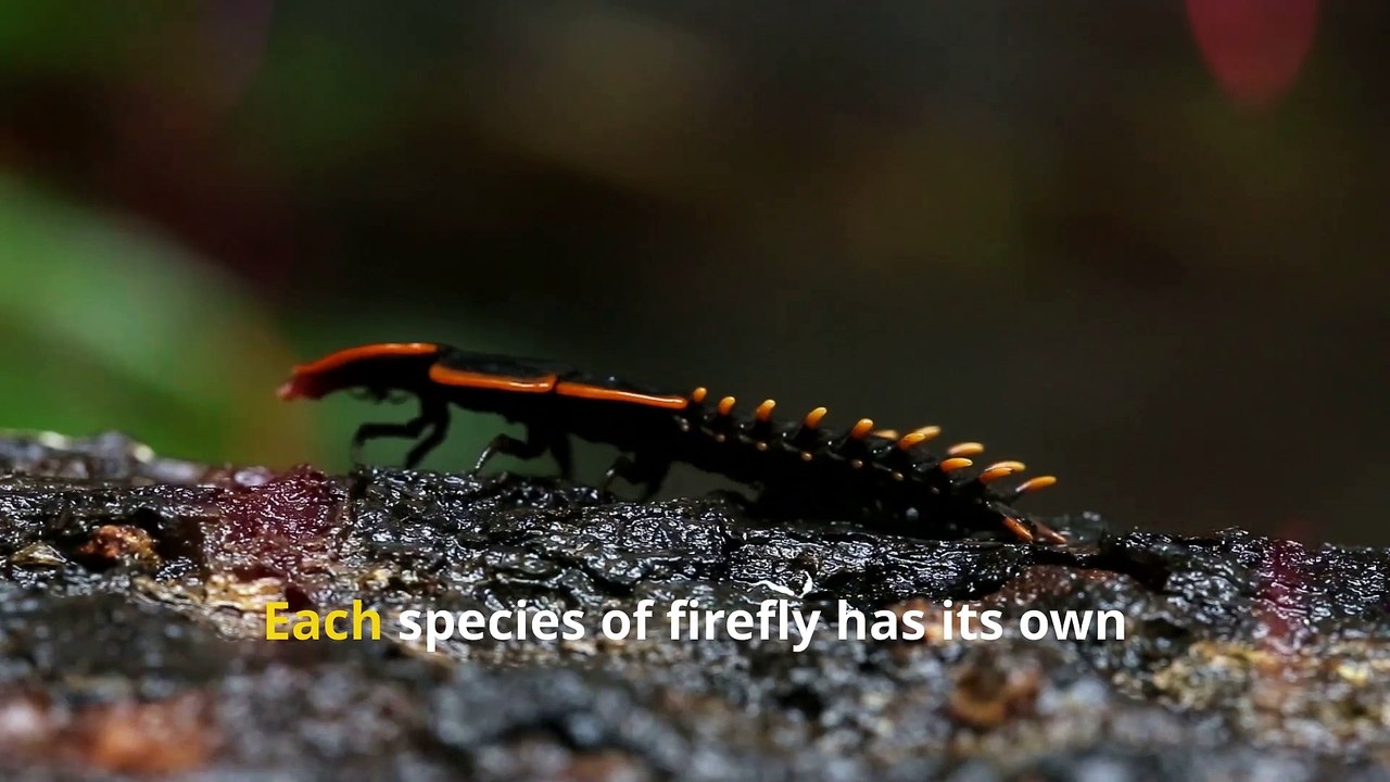 Fun Firefly Facts, How Do Lightning Bugs Light Up?