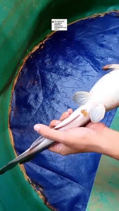 Arti MATANG GONAD itu apa, Dan ciri-ciri induk lele matang gonad itu seperti apa❓