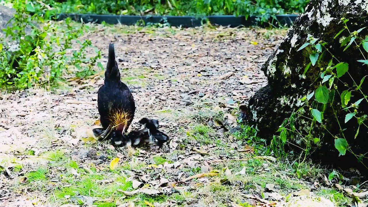 Chickens Looking Food in the Soil | Hen and her Chicks Looking for Food #chicken #chickensfeeding