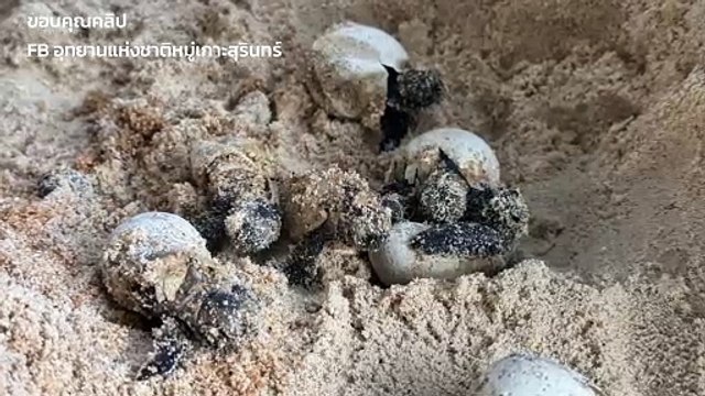 ลูกเต่ากระ 125 ชีวิต ฟักออกจากไข่เดินลงทะเลออกไปผจญภัยในโลกกว้าง