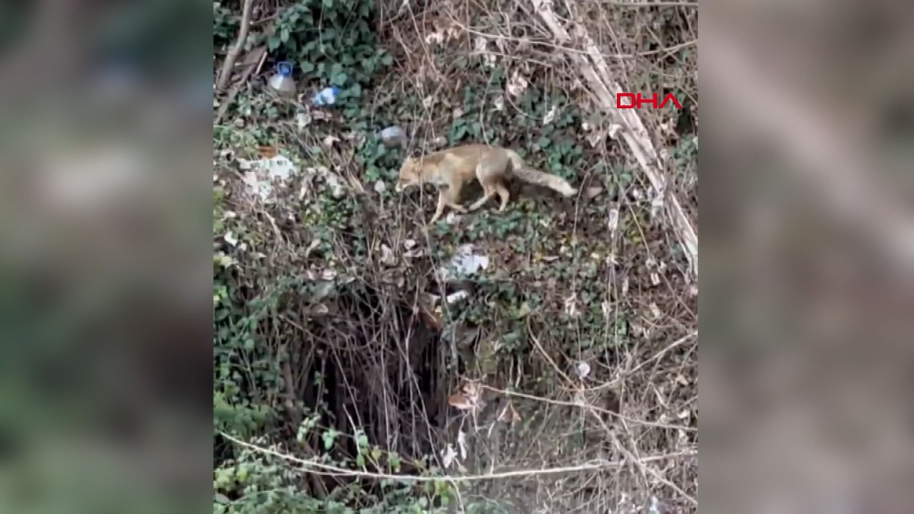 Karabük’te yiyecek arayan tilki kameraya yansıdı
