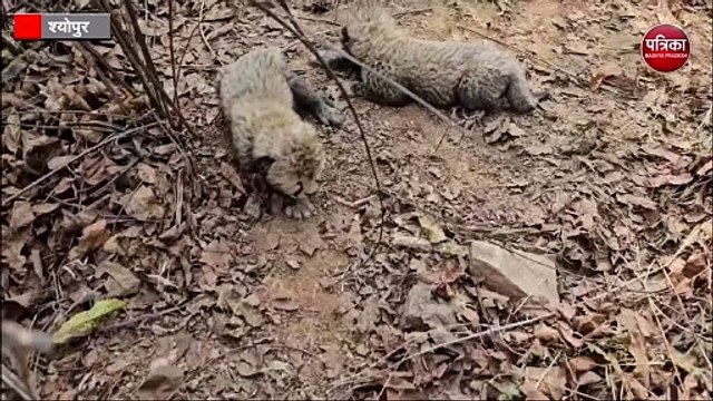 कूनो नेशनल पार्क में फिर गूंजी चीता शावकों की किलकारी