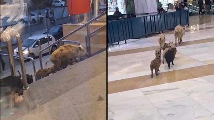 Unos jabalíes se cuelan en un centro comercial de Fuengirola para sorpresa de los clientes