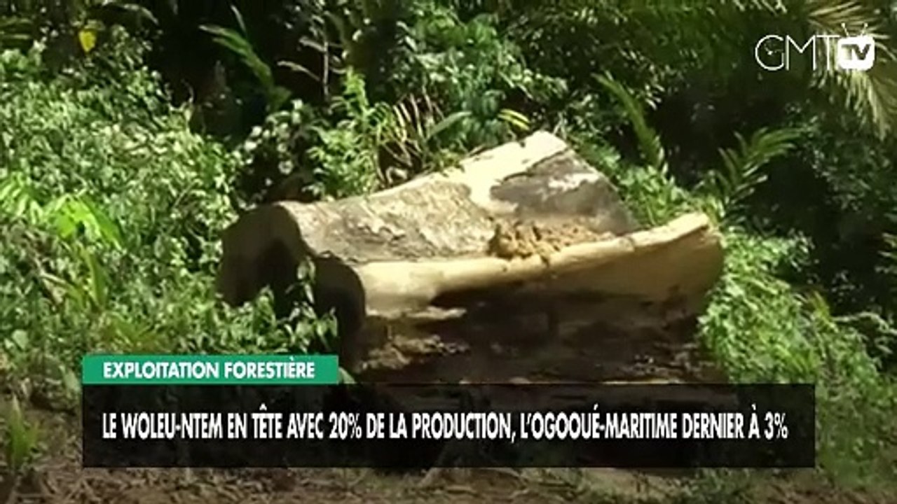 [#Reportage] Exploitation forestière : le Woleu-Ntem en tête avec 20% de la production