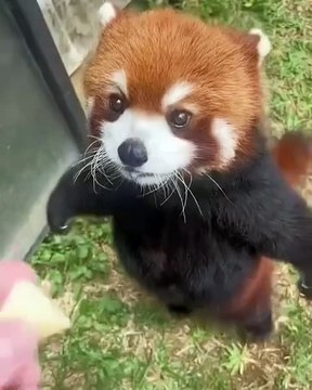 🌟 Discover the enchanting world of Pandas! 🐼 In this captivating video, w