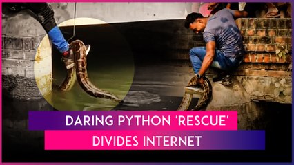 Video Of Man Lifting Giant Python From Canal Goes Viral, Netizens Divided Over ‘Daring’ Act
